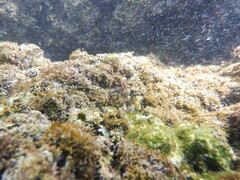 Coryphoblennius galerita