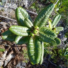 Xanthostemon macrophyllus