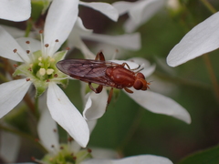 Hammerschmidtia rufa