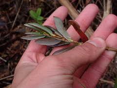 Kalmia microphylla