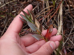 Kalmia microphylla
