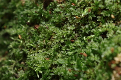 Mniaceae