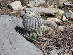 Echinocereus reichenbachii caespitosus