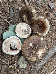 Russula densifolia