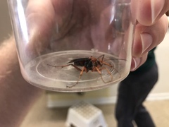 Tachypompilus ferrugineus