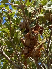 Quercus coccifera