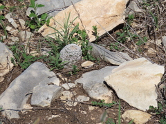 Echinocereus reichenbachii caespitosus