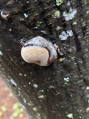 Phellinus igniarius