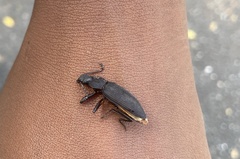 Tenebrio obscurus