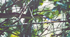 Chironius flavopictus