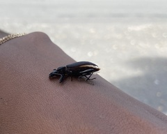 Tenebrio obscurus