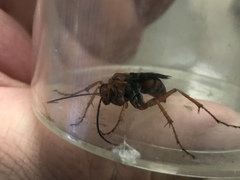 Tachypompilus ferrugineus