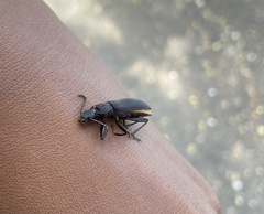 Tenebrio obscurus