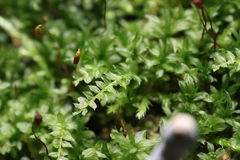 Mniaceae