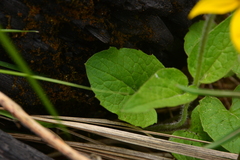 Arnica cordifolia