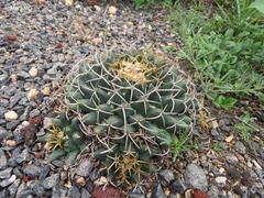 Mammillaria magnimamma