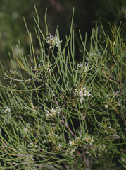 Grevillea hakeoides