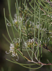 Grevillea hakeoides