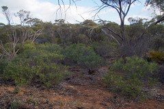 Grevillea hakeoides