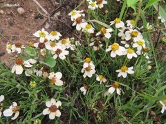 Zinnia acerosa