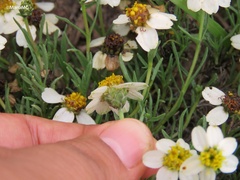 Zinnia acerosa