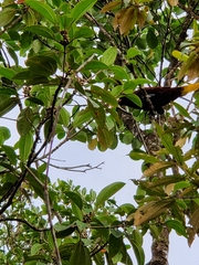 Psarocolius montezuma