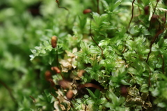 Mniaceae