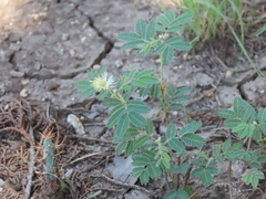 Desmanthus velutinus