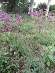 Mirabilis viscosa