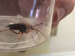 Tachypompilus ferrugineus
