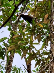 Psarocolius montezuma