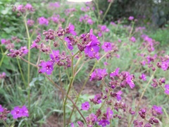 Mirabilis viscosa