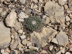 Mammillaria heyderi