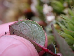 Gaultheria