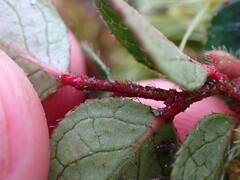 Gaultheria