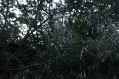 Albizia inundata