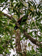 Psarocolius montezuma