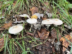 Agaricus pocillator