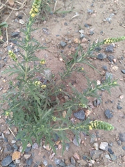 Ambrosia acanthicarpa