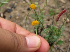 Thymophylla setifolia