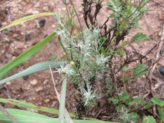 Thymophylla setifolia