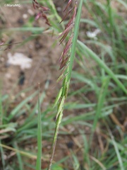 Bouteloua curtipendula