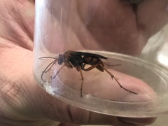 Tachypompilus ferrugineus