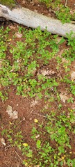Vaccinium pallidum