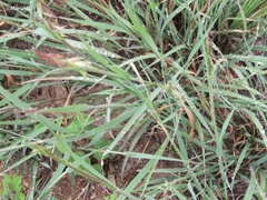 Bouteloua curtipendula