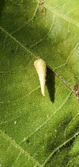 Caryomyia inclinata