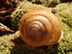 Neohelix albolabris