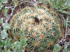 Coryphantha radians