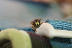 Sericomyia chrysotoxoides image