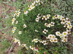 Zinnia acerosa